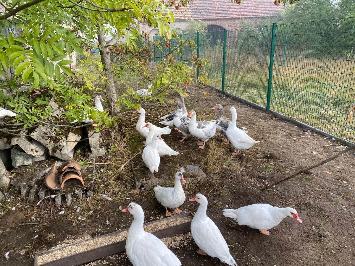 Ferienwohnung Auf Dem Bauernhof คอตต์บุส ภายนอก รูปภาพ